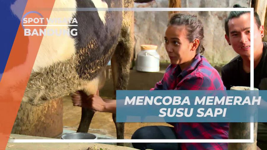 Mengenal Teknik Dasar Dalam Memerah Susu Sapi, Pangalengan Bandung 