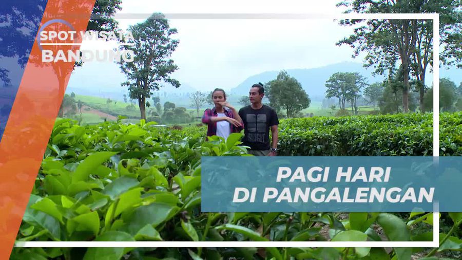 Menikmati Kesegaran Udara di Kebun Teh Pangalengan Bandung 