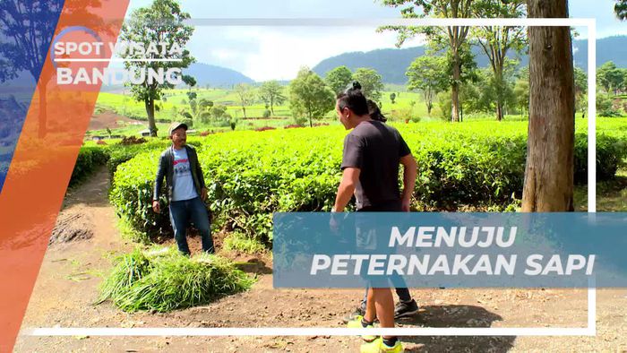 Perjalanan Menuju Peternakan Sapi Pangalengan Bandung 