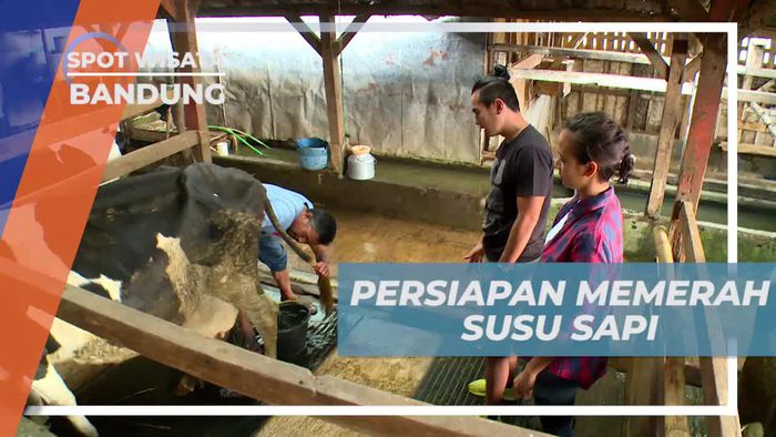 Beberapa Pesiapan Sebelum Memerah Susu Sapi, Pangalengan Bandung 