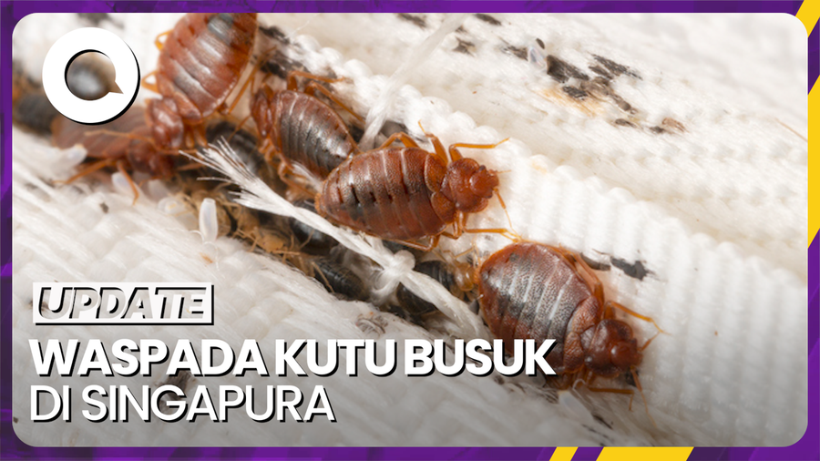Wabah Kutu Busuk Serang Singapura, Diprediksi Makin Ngegas