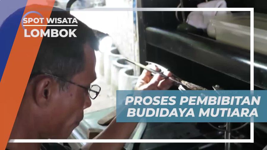 Pembibitan Mutiara Lombok, Memakan Waktu 4 Tahun