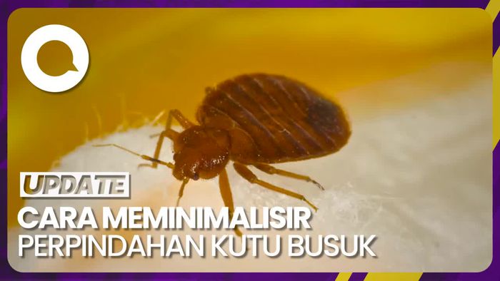 Tips Terhindari Bawa Pulang Kutu Busuk saat Pulang Traveling