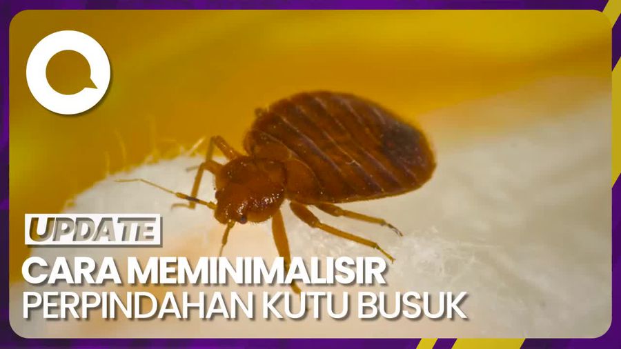 Tips Terhindari Bawa Pulang Kutu Busuk saat Pulang Traveling