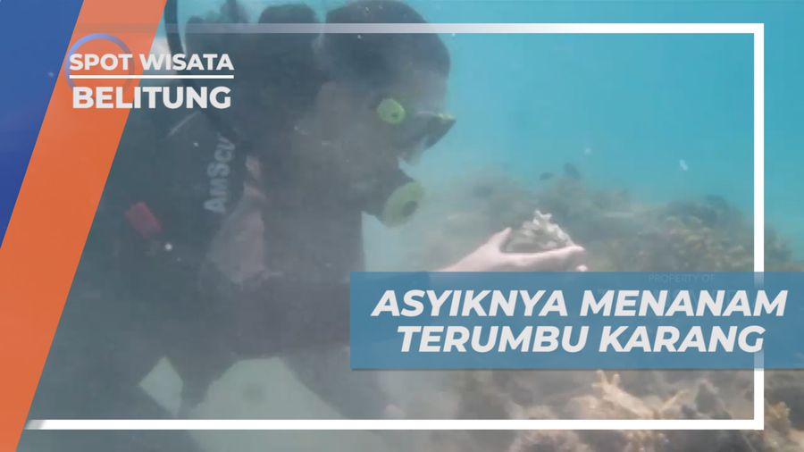 Menjaga Kelestarian Alam, Dengan Menanam Terumbu Karang di Laut Belitung