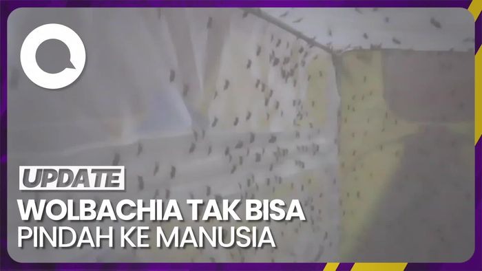 Peneliti Tegaskan Bakteri Wolbachia Tak Bisa Berpindah ke Manusia