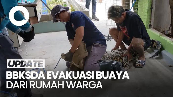 Aksi Petugas BBKSDA Evakuasi 2 Buaya Peliharaan Warga Tulungagung