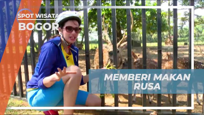 Momen Seru Memberi Makan Rusa di Bukit Golf Bogor