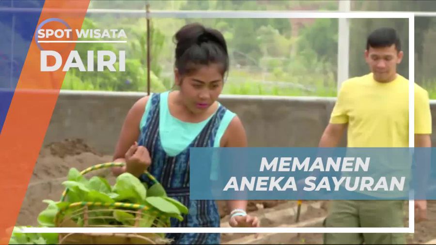 Memanen Pak Choi Hingga Selada, Keseruan di Agro Wisata Diari Sidikalang