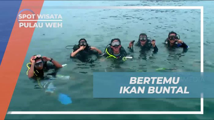 Momen Unik Bertemu Ikan Buntal, Diving Seru di Pulau Weh