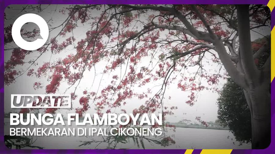 Bunga Flamboyan Bermekaran di IPAL Cikoneng Menambah Indah Suasana