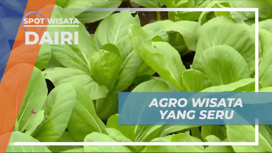 Memanen Aneka Sayuran Segar di Agro Wisata Dairi Sidikalang 