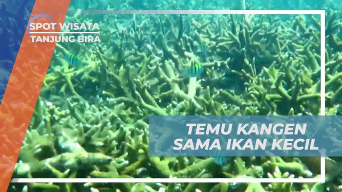 Snorkeling di Pulau Kambing, Ditemani Keindahan Biota Laut Tanjung Bira