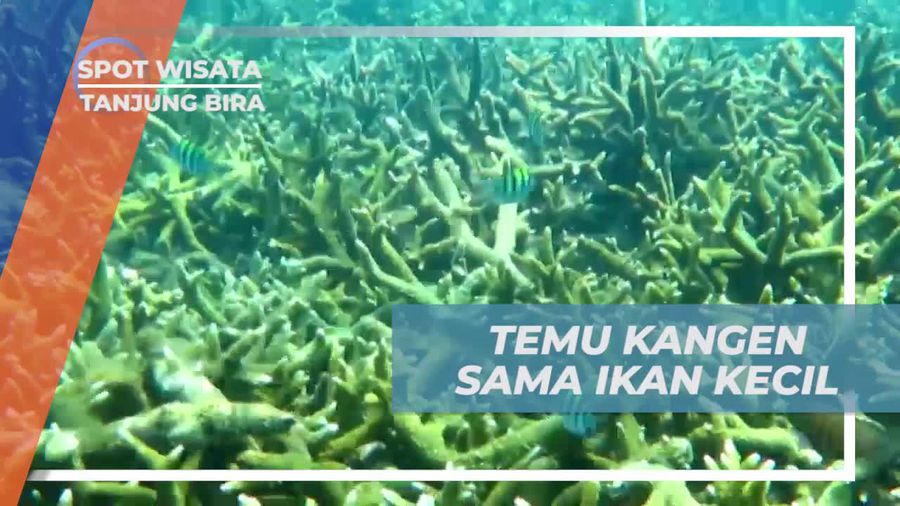 Snorkeling di Pulau Kambing, Ditemani Keindahan Biota Laut Tanjung Bira
