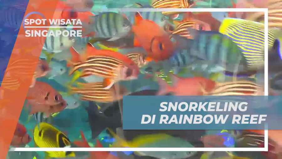 Rainbow Reef, Wahana Snorkeling yang Aman Untuk Anak, Singapura 