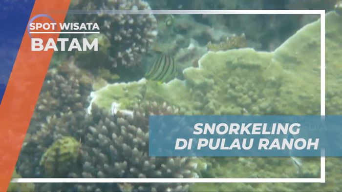 Snorkeling Menikmati Keindahan Biota Laut Pulau Ranoh Batam