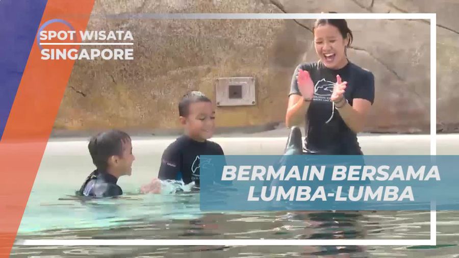 Melihat Atraksi Lucu Lumba-lumba di Singapura 