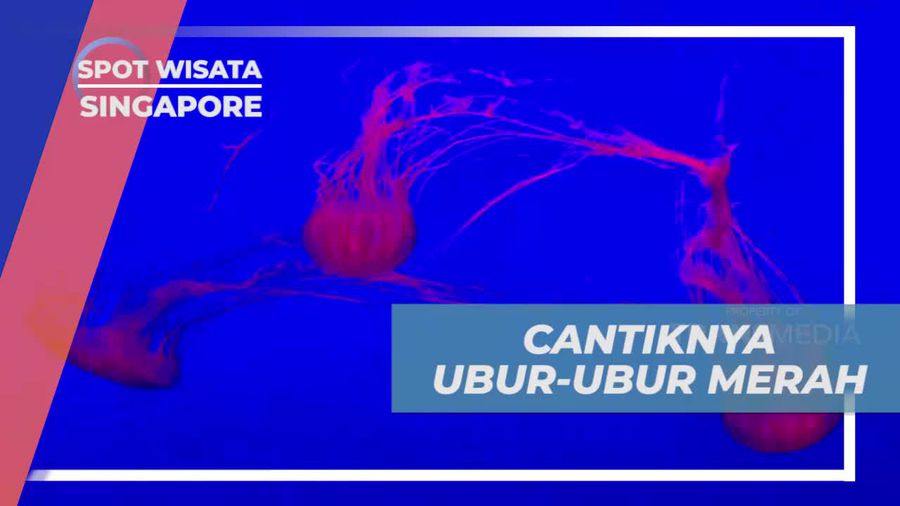 Melihat Pesona Cantik Ubur-ubur Merah, Singapura 