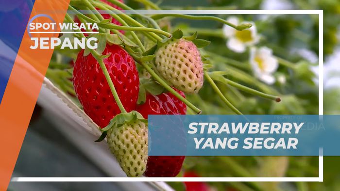 Menikmati Manis Legit si Buah Mungil Langsung dari Kebunnya, Jepang