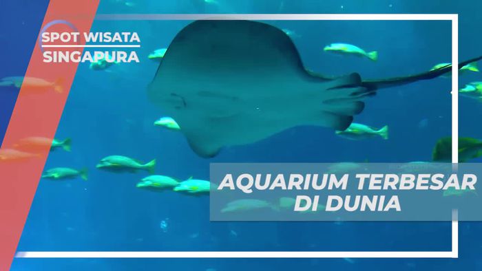 SEA Aquarium Singapura, Terbesar di Dunia Dengan Aneka Spesies Ikan di Dalamnya