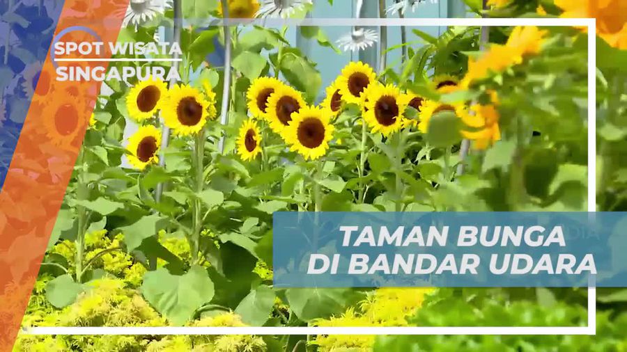 Sunflower Garden, Spot Hijau Sejuk di Changi Airport Singapura 