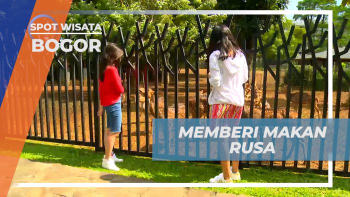 Senangnya Memberi Makan Rusa Secara Langsung di Kawasan Hotel, Bogor