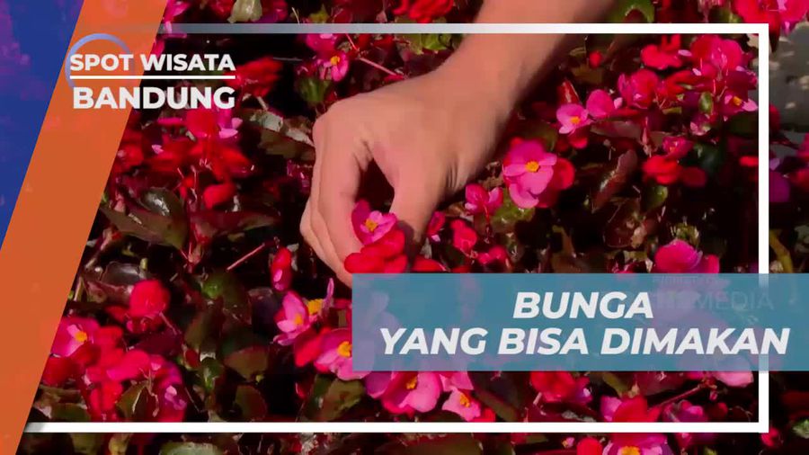 Mencicipi Bunga Unik yang Bisa Dikonsumsi, Taman Begonia Bandung 