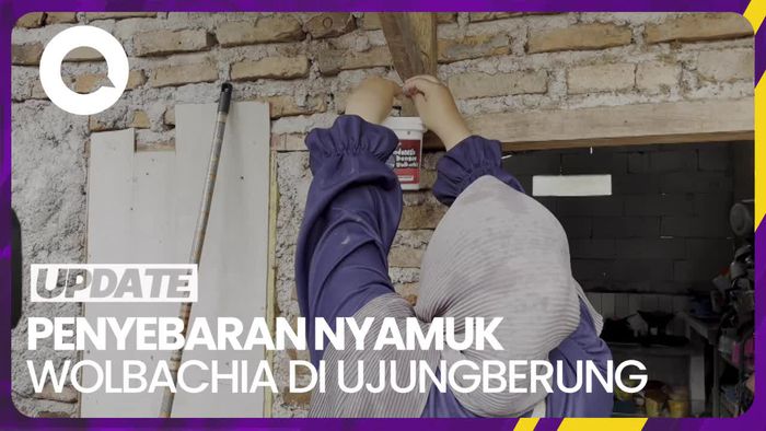 308 Ember Nyamuk Wolbachia Disebar di Ujungberung Bandung