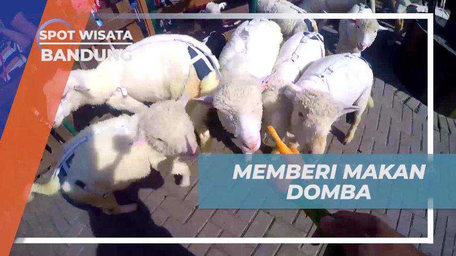 Memberi Makan Domba di Peternakan Bernuansa Asri Bandung