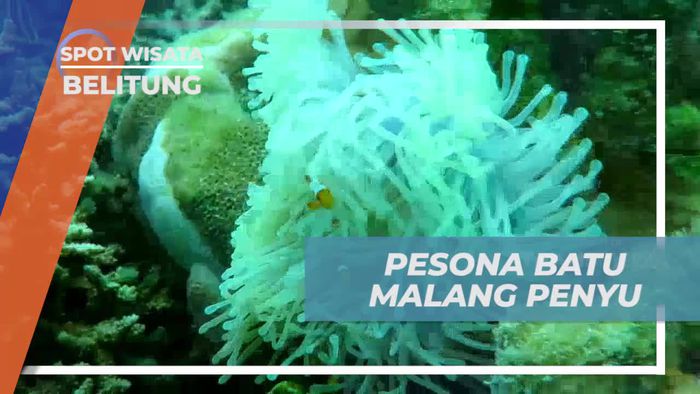 Melihat Dari Dekat Keindahan Bawah Laut Batu Malang Penyu Belitung