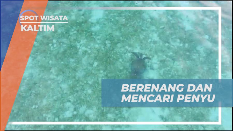 Awali Hari, Berenang Pagi Bareng Penyu di Kepulauan Derawan, Kalimantan Timur