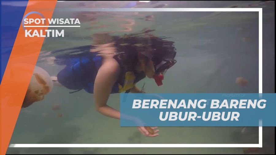 Serunya Berenang Bareng Ubur-ubur Lucu di Danau Kakaban, Kalimantan Timur