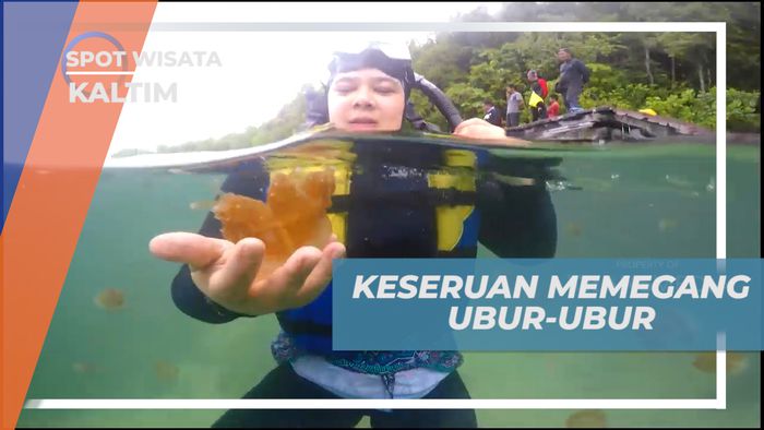 Pengalaman Seru, Memegang Ubur-ubur Ramah Tanpa Sengat, Kalimantan Timur