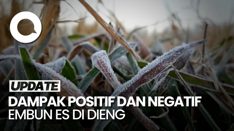 Fenomena Embun Es Muncul di Dieng, Sektor Pertanian Perlu Waspada