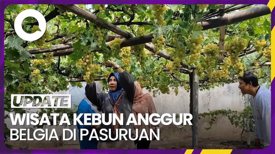 Jalan-jalan Sambil Makan Anggur Belgia yang Baru Dipetik