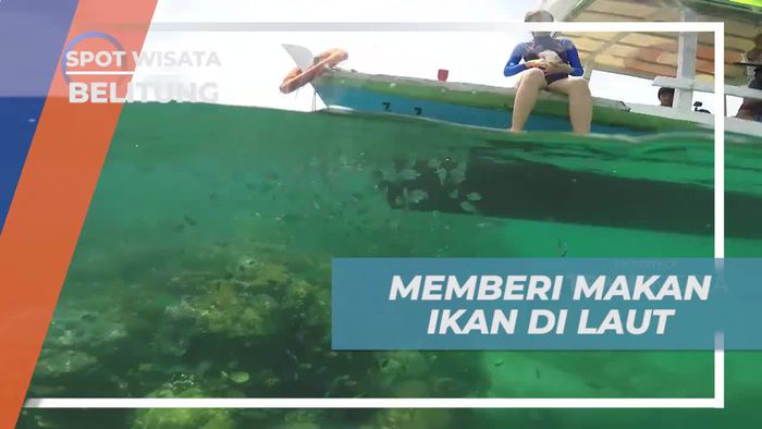 Momen Seru Memberi Makan Ikan di Laut Belitung 