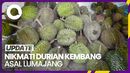 Nikmati Durian Kembang dengan Rasa Masih Legit dan Berdaging Tebal