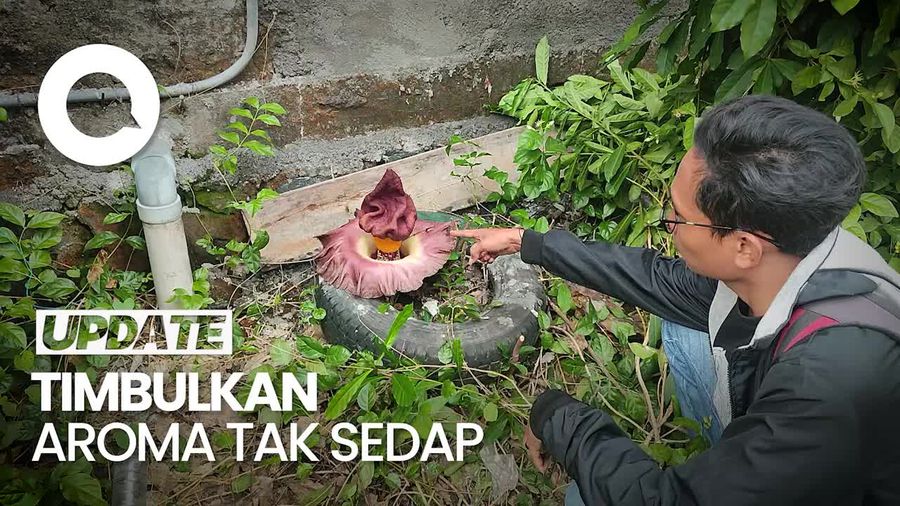 Penampakan Bunga Bangkai Tumbuh di Belakang Rumah Warga Demak