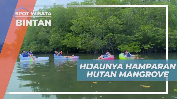 Menikmati Panorama Hijau Hamparan Hutan Mangrove Bintan