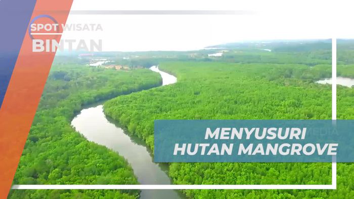 Naik Perahu Menyusuri Kawasan Hutan Mangrove Bintan