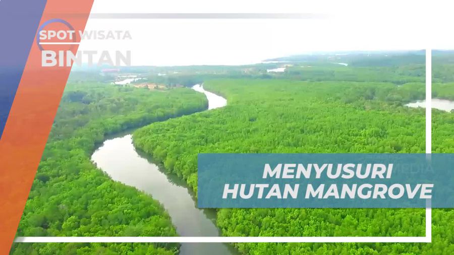Naik Perahu Menyusuri Kawasan Hutan Mangrove Bintan