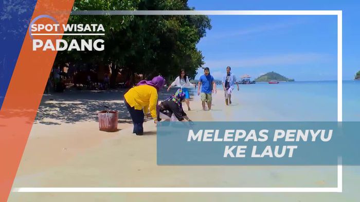 Melestarikan Populasi Penyu Dengan Melepasnya ke Laut, Padang