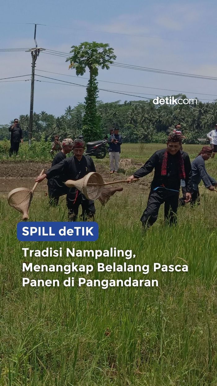 Tradisi Menangkap Belalang di Pangandaran