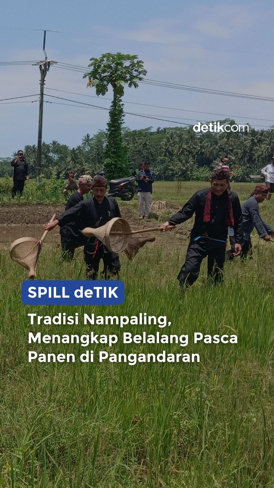Tradisi Menangkap Belalang di Pangandaran