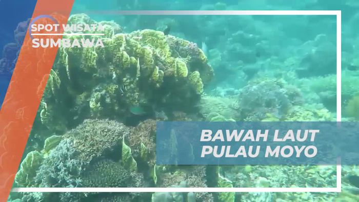 Snorekling Asik Ditemani Keindahan Bawah Laut Pulau Moyo Sumbawa