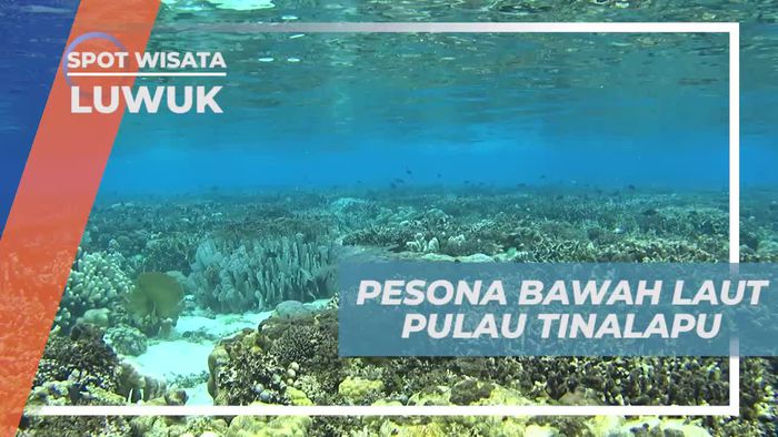 Melihat Pesona Indah Bawah Laut Pulau Tinalapu Luwuk 