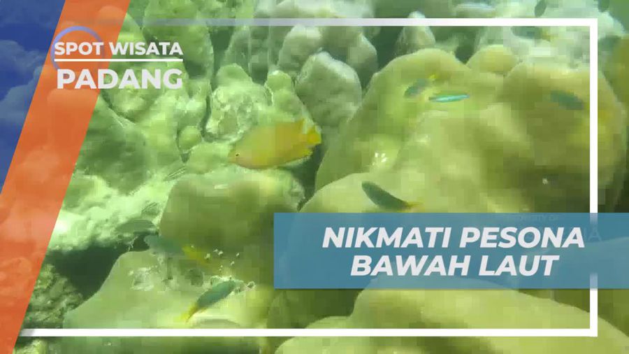 Snorkeling Menikmati Keindahan Biota Laut Pulau Cubadak Padang