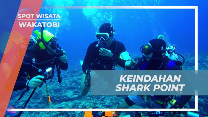 Diving Menyusuri Keindahan Shark Point Wakatobi 