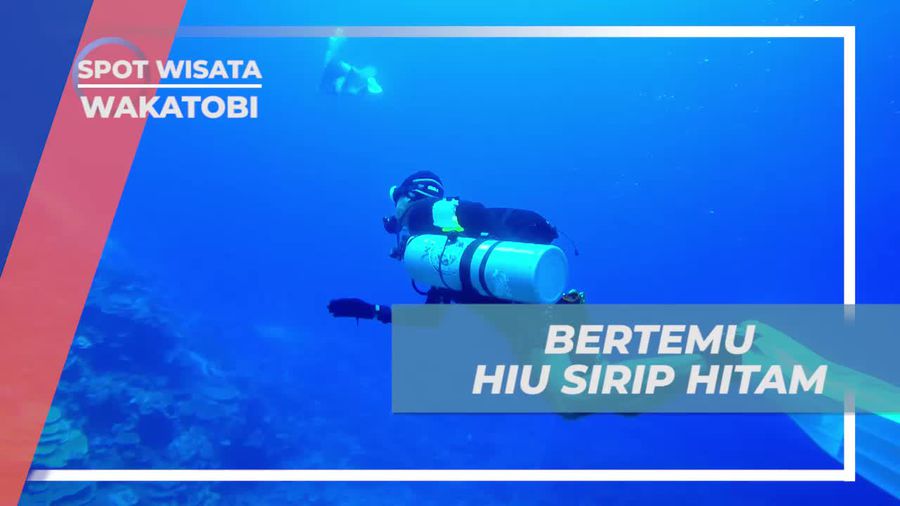 Bertemu Hiu Sirip Hitam di Kedalaman 25 Meter, Wakatobi 