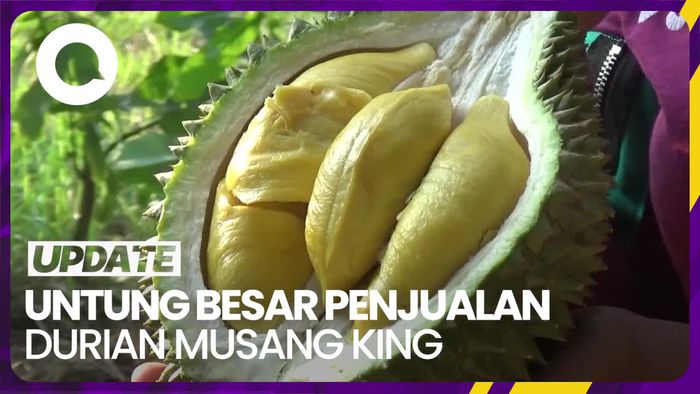 Cerita Pebisnis Durian Musang King, Raup Belasan Juta Rupiah Sekali Panen